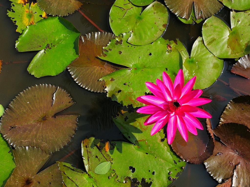 Nisarga Nirvana River House Mangalore Dış mekan fotoğraf