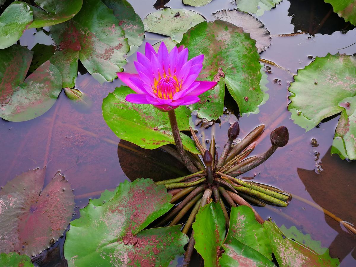 Nisarga Nirvana River House Mangalore Dış mekan fotoğraf